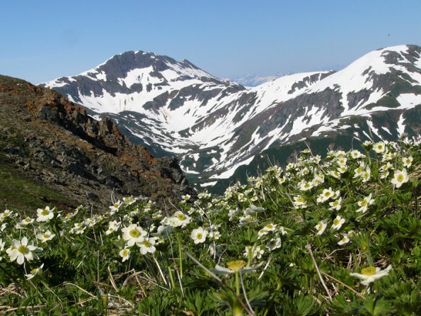 narcissus-anemone-and-mt-olds