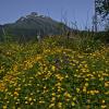 western-buttercups-juneau