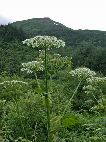 cow-parsnip-along-perserverance-trail