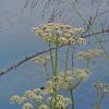 poison-water-hemlock-flowers-at-kingfisher-pond
