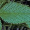 poison-water-hemlock-leaf_1383855734