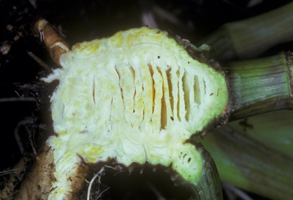 poison-water-hemlock-root