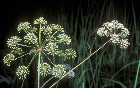 cicuta-mackenzieana-fairbanks-august
