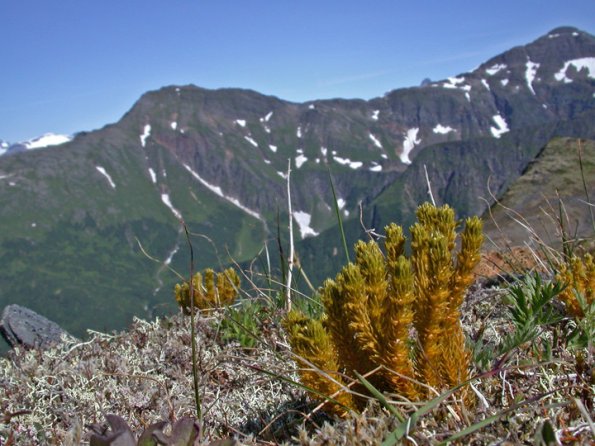clubmoss-in-the-alpine-juneau