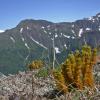 clubmoss-in-the-alpine-juneau