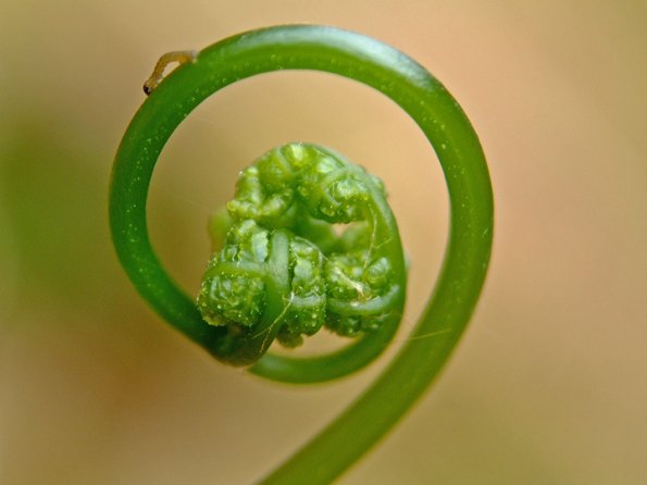 fiddlehead-with-larvae