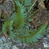 holly-fern-polystichum-modified