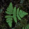 oak-fern-gymnocarpium-dryopteris