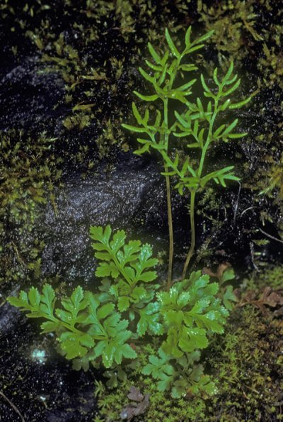 parsley-fern-cryptogramma-crispa