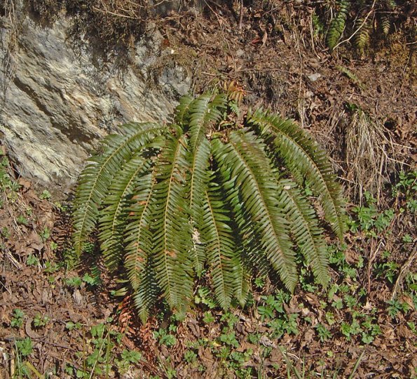 sword-fern-ketchikan-april