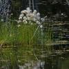 cottongrass