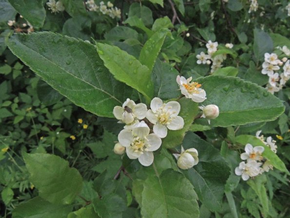 crab-apple-pt.-bridget-state-park
