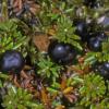 crowberry-berries-empetrum-nigrum-denali-park