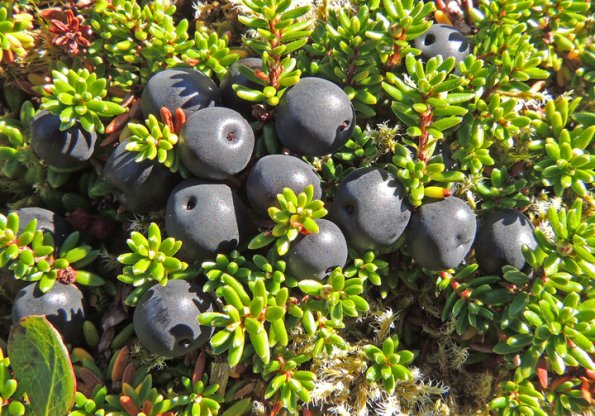 crowberry-in-the-alpine-2-juneau-alaska