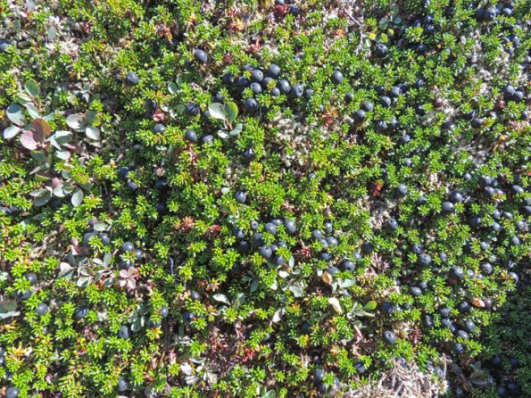 crowberry-in-the-alpine-juneau-alaska