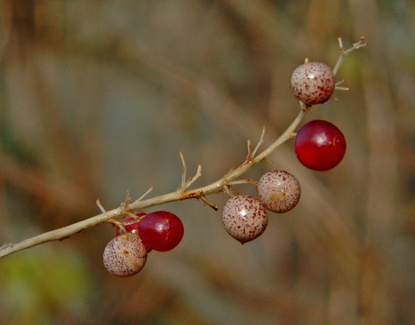 deer-berry