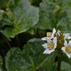deer-cabbage-flowers-in-the-rain