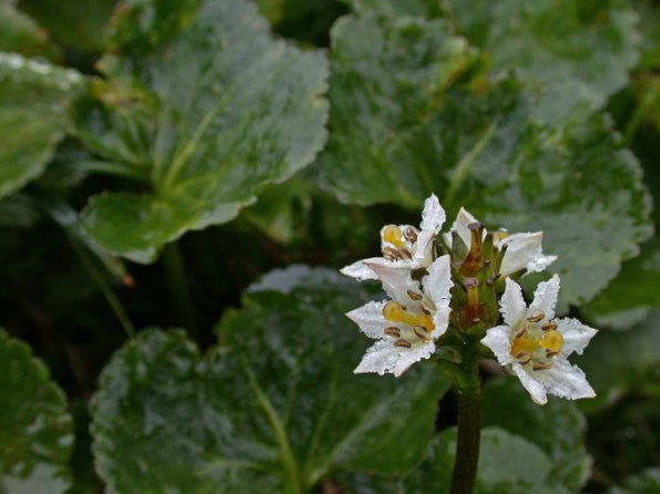 deer-cabbage-flowers-in-the-rain