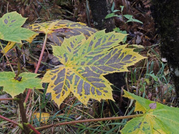 devil-s-club-leaf-at-kingfisher-pond