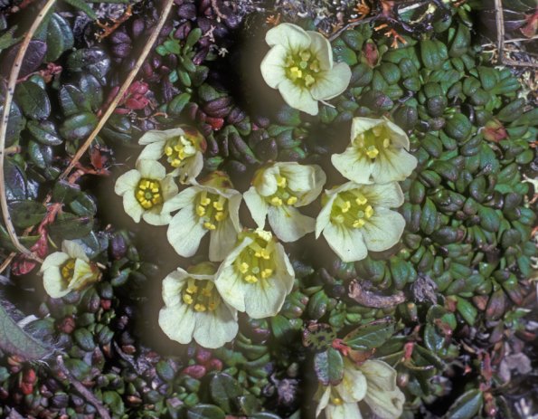 diapensia-family-diapensia-lapponica-modified