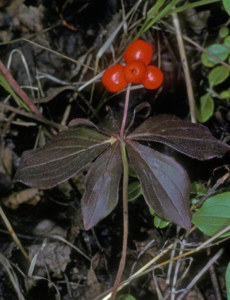 dogwood-family-bunchberry-berries-fairbanks
