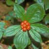 dogwood-family-bunchberry-berries-juneau