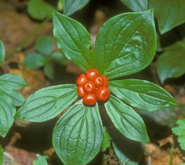 dogwood-family-bunchberry-berries-juneau
