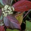 dogwood-family-red-osier-dogwoodl