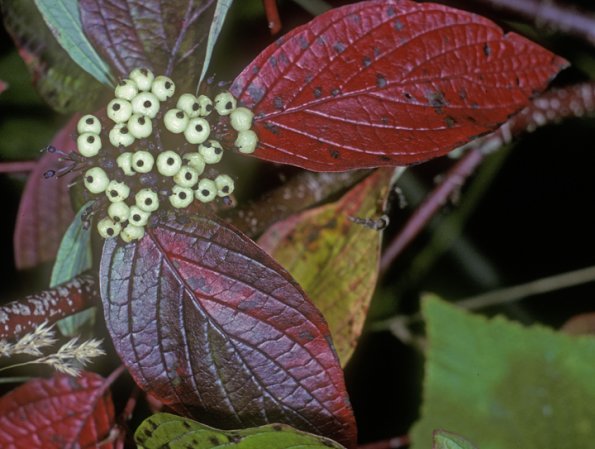 dogwood-family-red-osier-dogwoodl