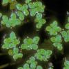 duckweed-family-lemnaceae