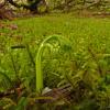 emerging-plant-glacier-bay-n.p.