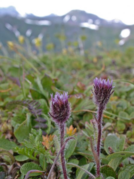 erigeron-on-gold-ridge-juneau