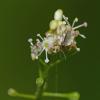 enchanter-s-nightshade-with-possible-fungus-gnat
