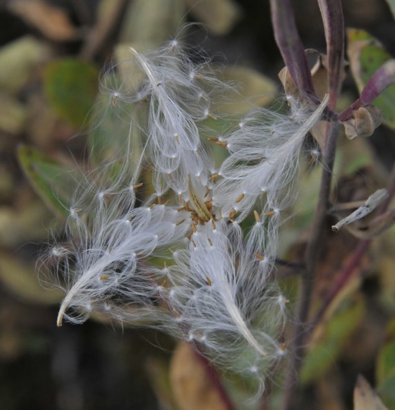 fireweed-seeds