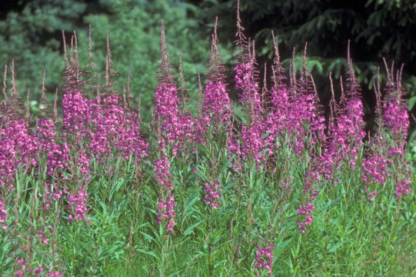 onagraceae-evening-primrose-family-fireweed