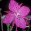 onagraceae-evening-primrose-family-river-beauty