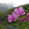 river-beauty-in-the-rain-alpine