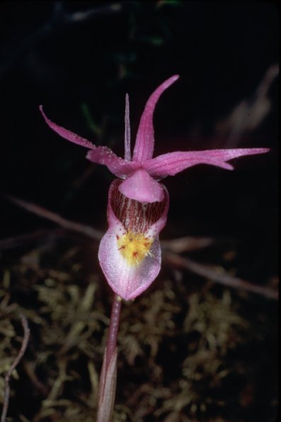 fairy-slipper-orchid-calipso-bulbosa-
