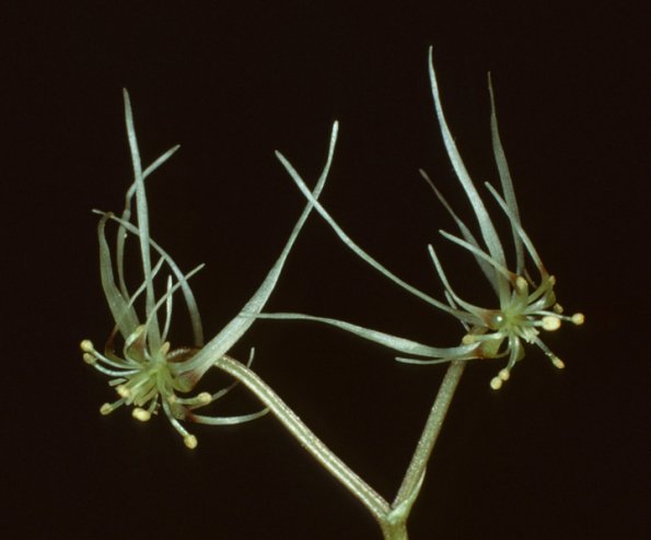 fern-leaf-goldthread