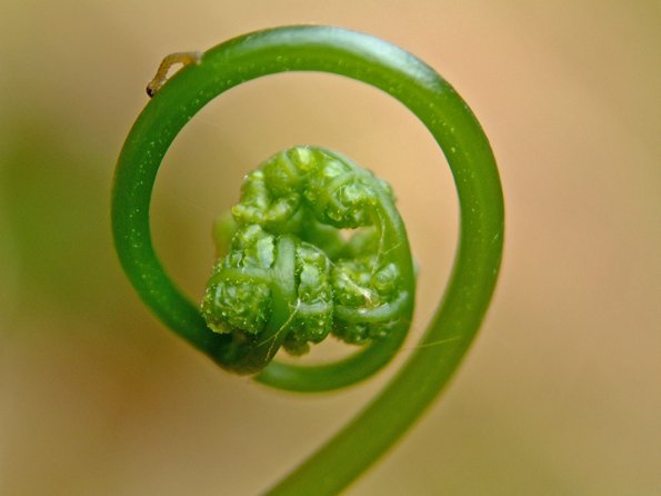 fiddlehead-with-larvae
