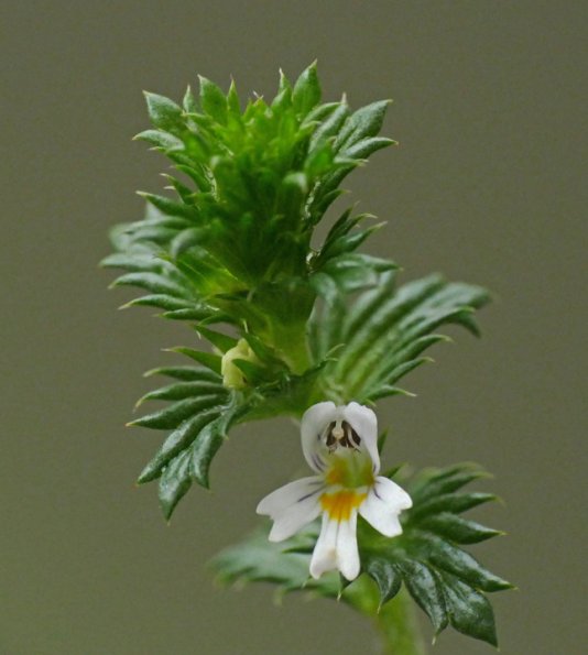 Eastern-Eyebright-Euphrasia-nemorosa-