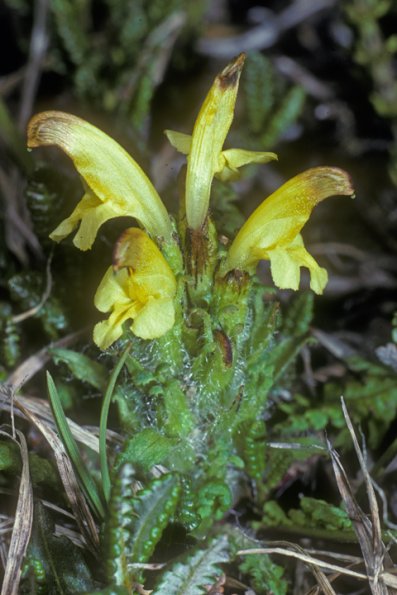 figwort-family-capitate-lousewort-denali-park
