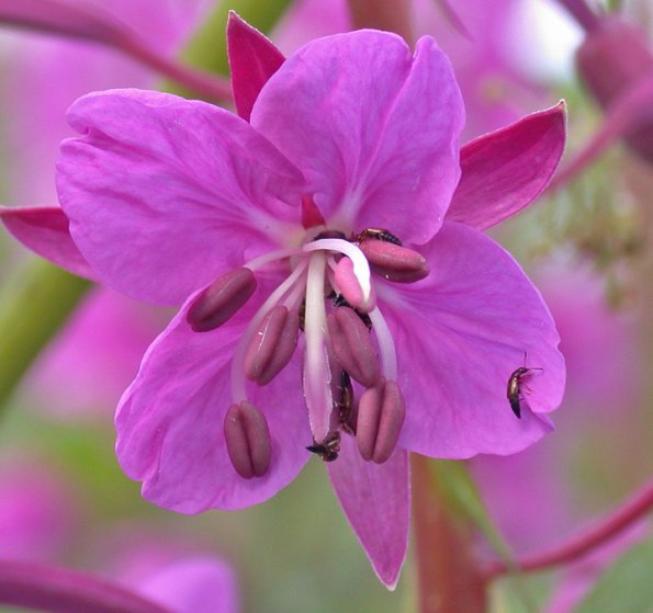 fireweed-blossom-and-beetles-juneau