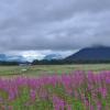 fireweed-on-the-mendenhall-wetlands