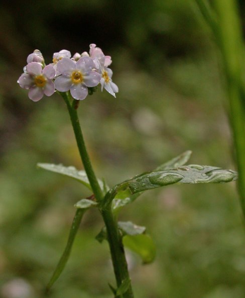 forget-me-not-from-juneau