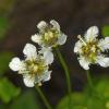 fringed-grass-of-parnassus-showing-insects