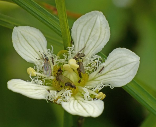 fringed-grass-of-parnassus