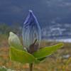 broad-petaled-gentian-in-the-rain-mt