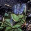 gentian-family-glaucous-gentian