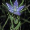 gentian-family